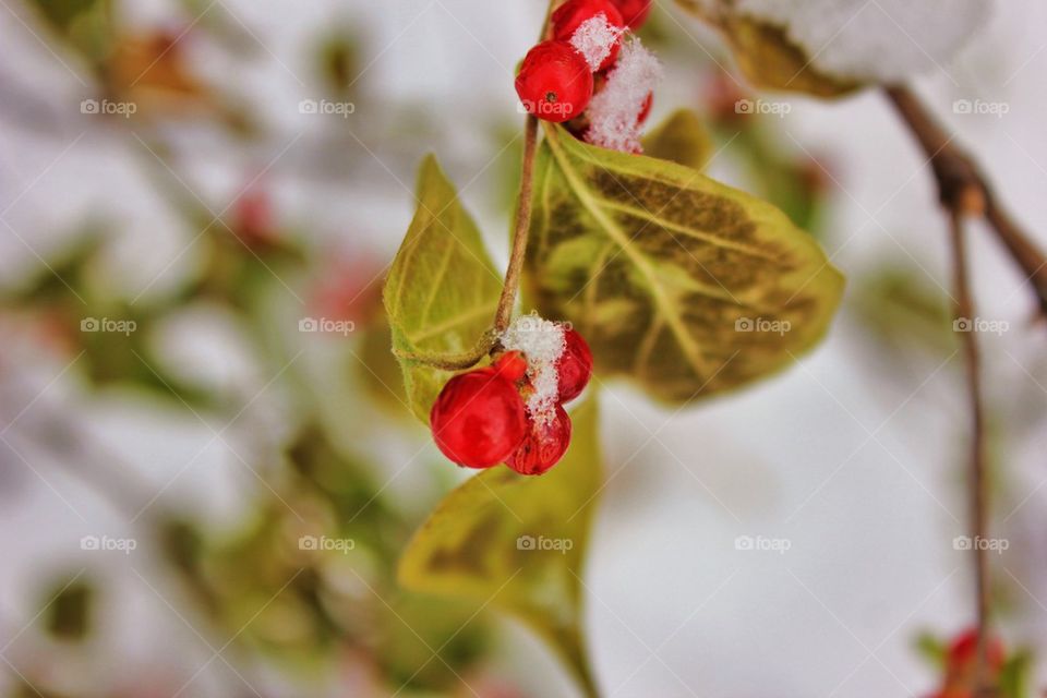 Frozen berries 