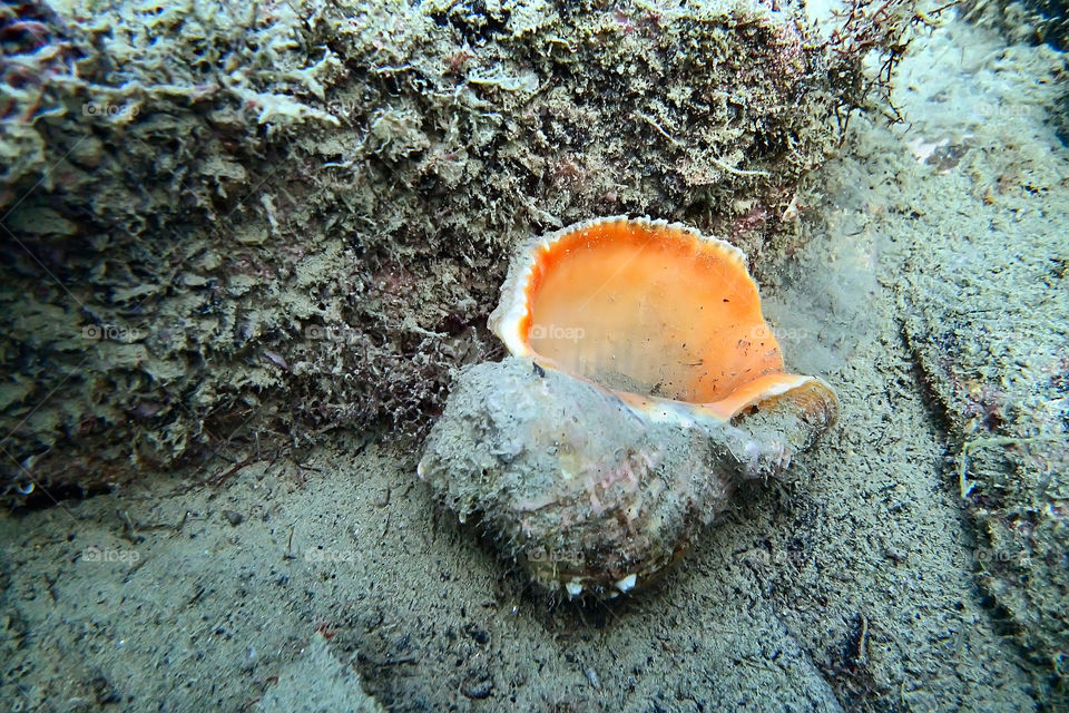 underwater shell
