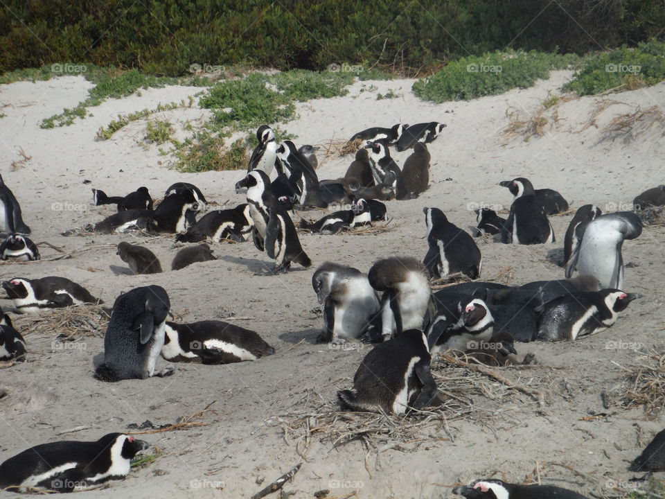 warm weather penguins from Cape Town, South Africa