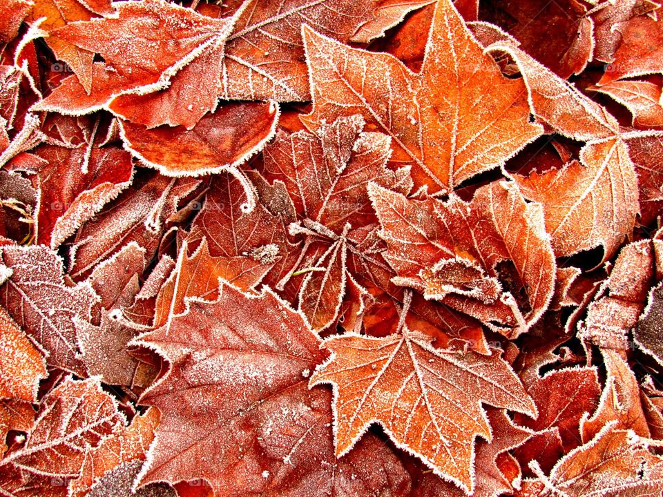 Full frame shot of autumn leaves