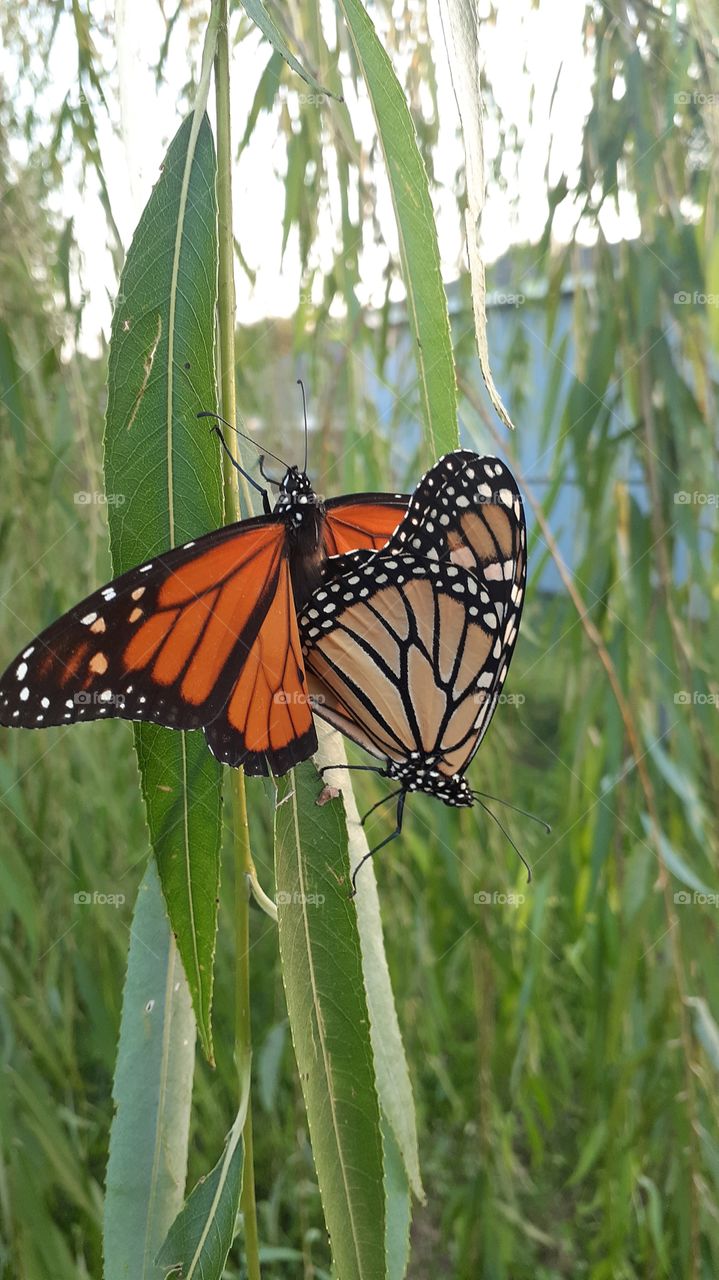 Monarch Lovers