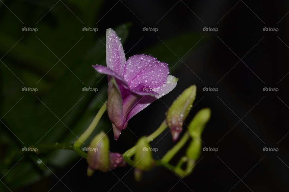 Close up photography of a orchid flower 