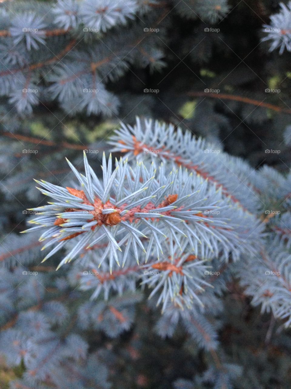 Pine tree