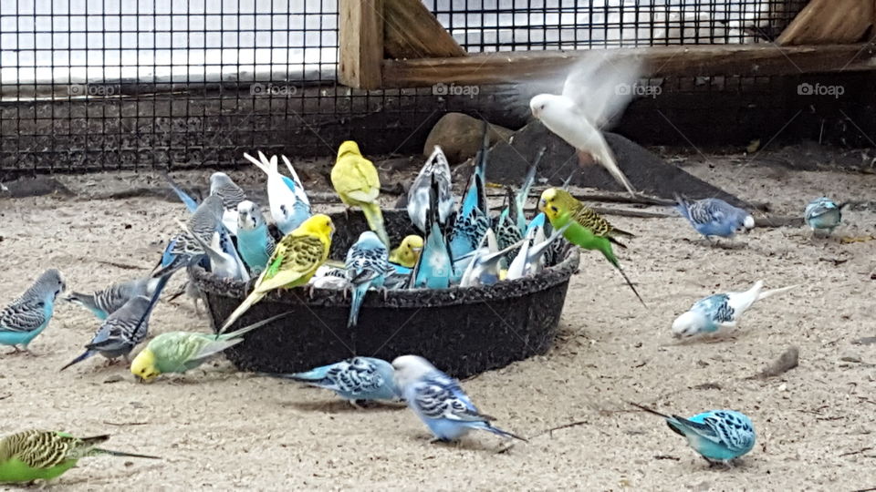 parakeet gathering