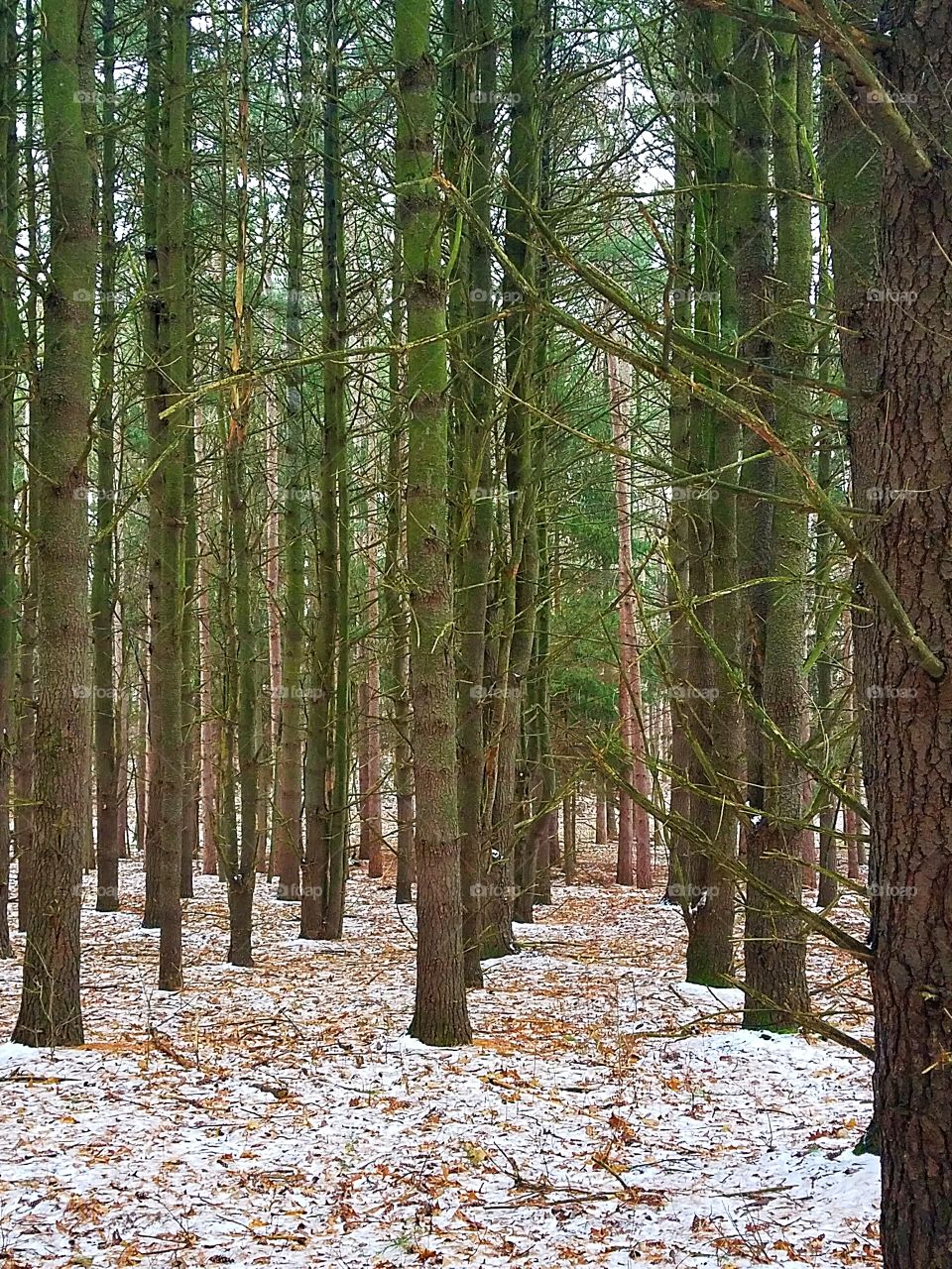 pine trees in winter