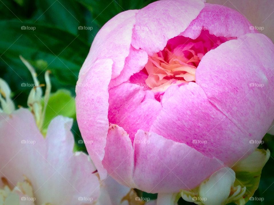 Bloom. Peony bloom