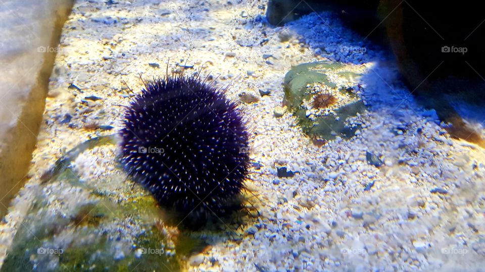 Musée Océanographique de Monaco