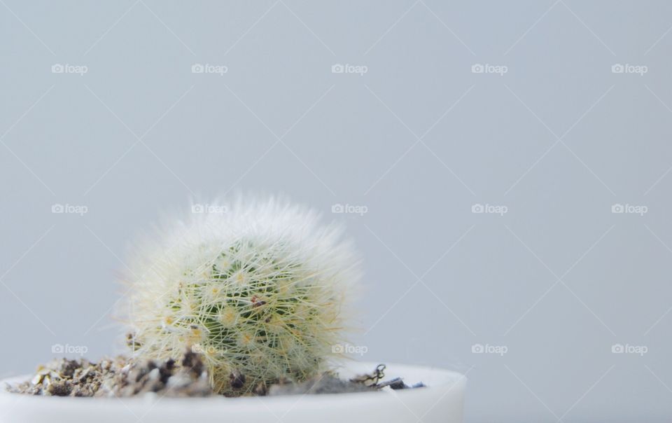 Close-up of a small cactus