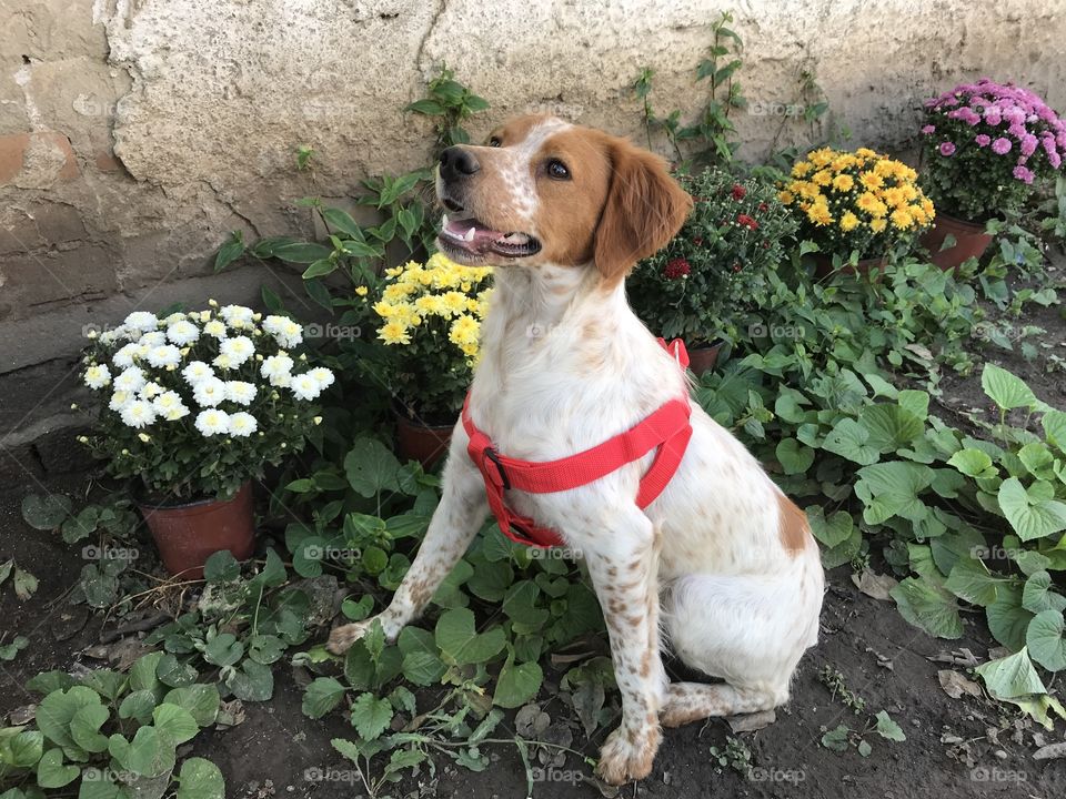 Puppy sitting beside the flowers. Brittany spaniel puppy. White and light brown puppy.