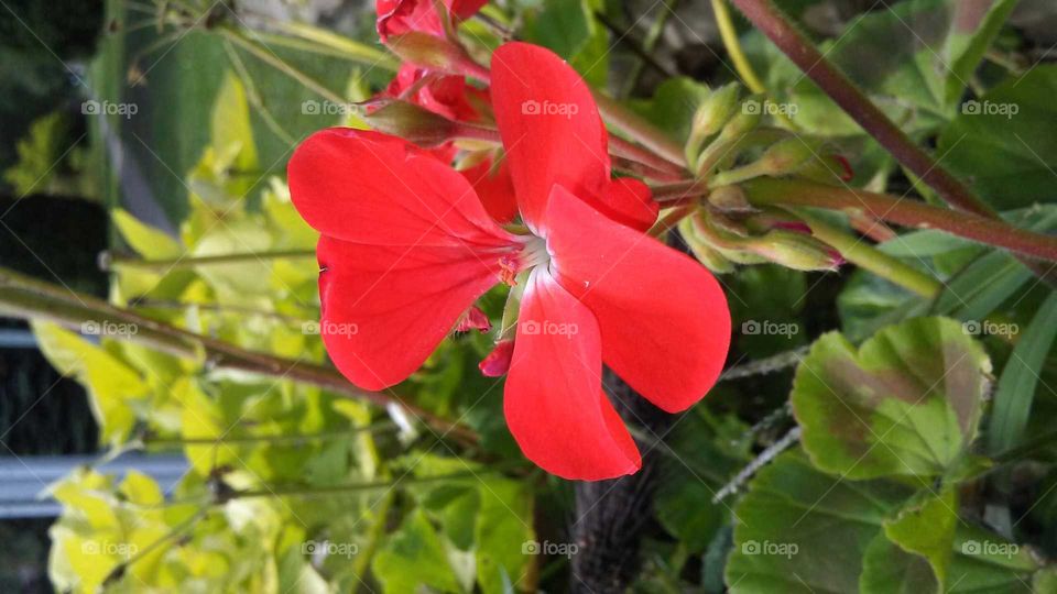 red flower