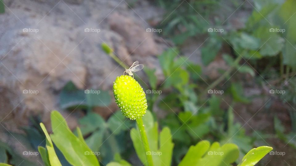 little insect on wild flower