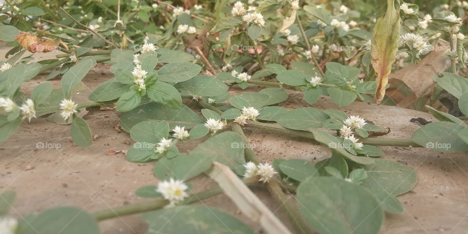 flower
