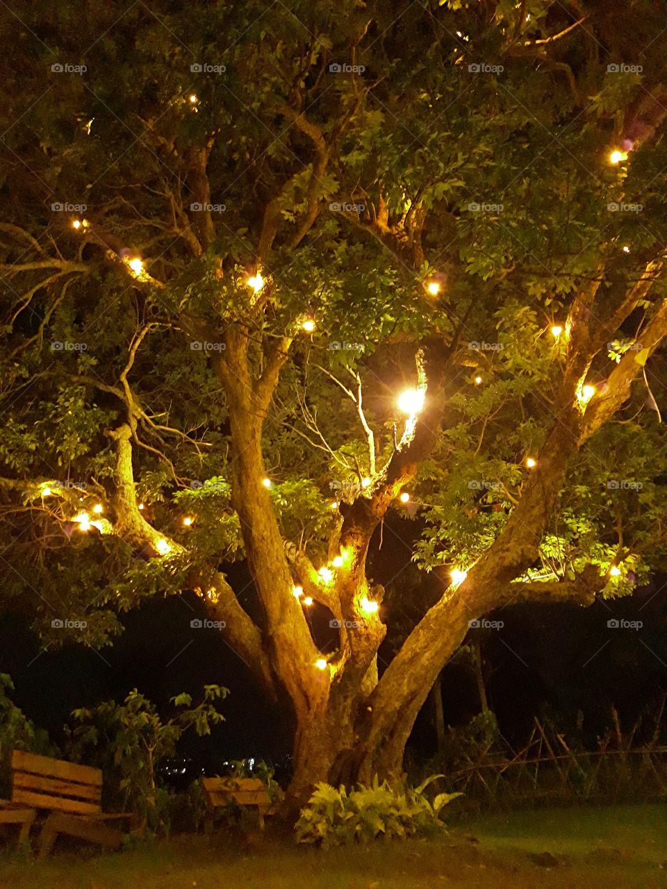 Tree of Lights