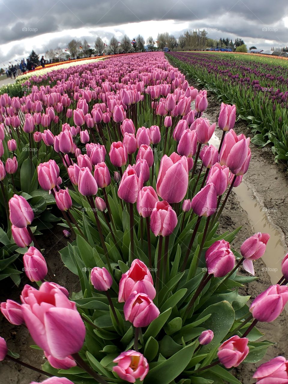 Vibrant Pink Tulips in the Mount Vernon Washing Flower Fields