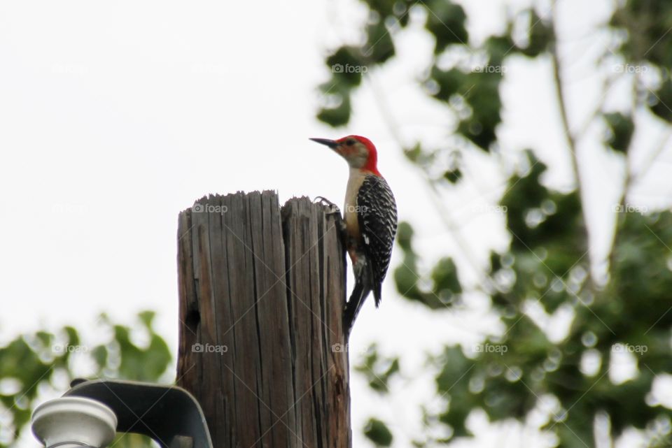 Woodpecker on a Tall Light Pole