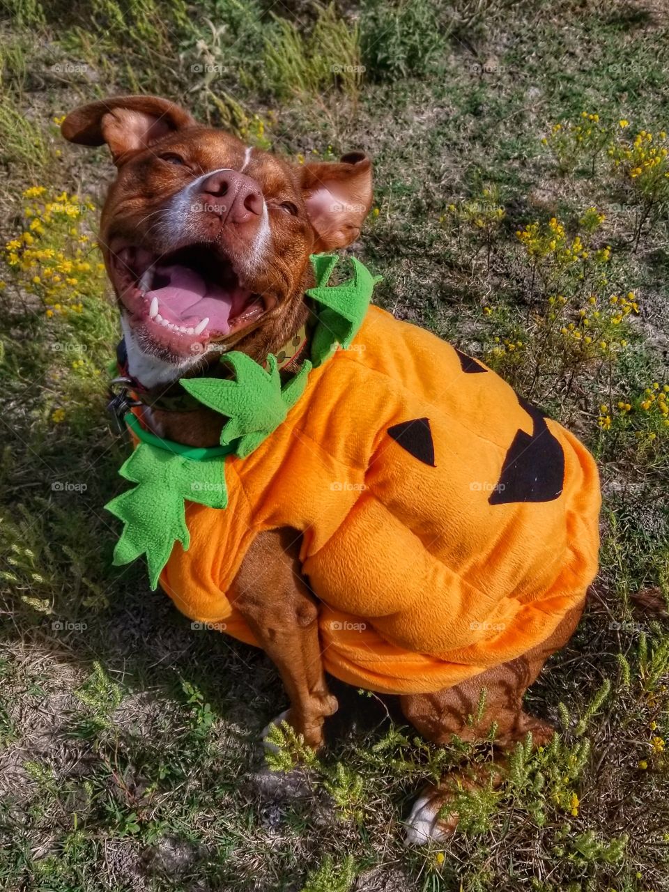 Happy Pumpkin