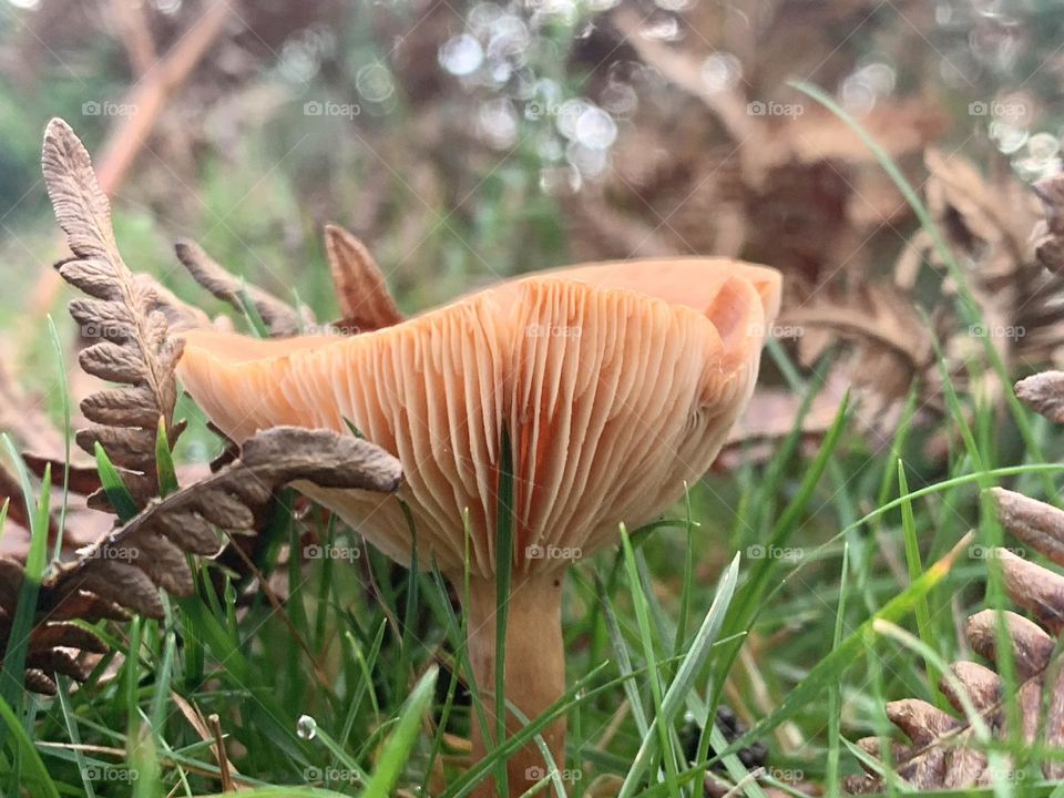 Mushroom growth from the green grass