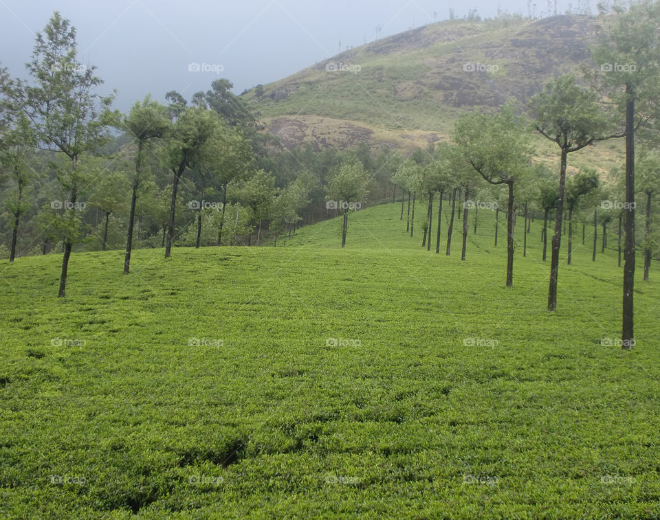 Tea Plantation (Landscape)
