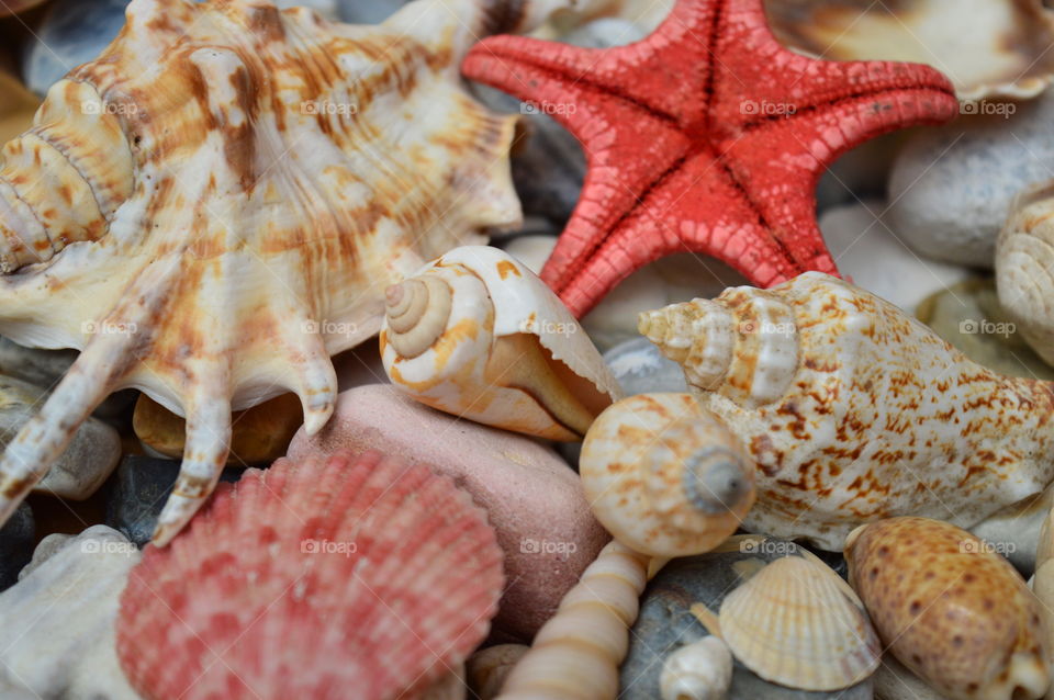 Sea Shells