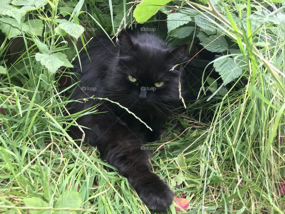 Cat in the long green grass 