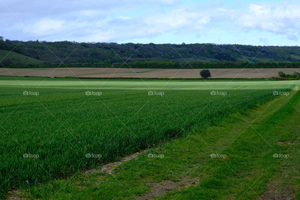 Landscape, Golf, No Person, Agriculture, Cropland