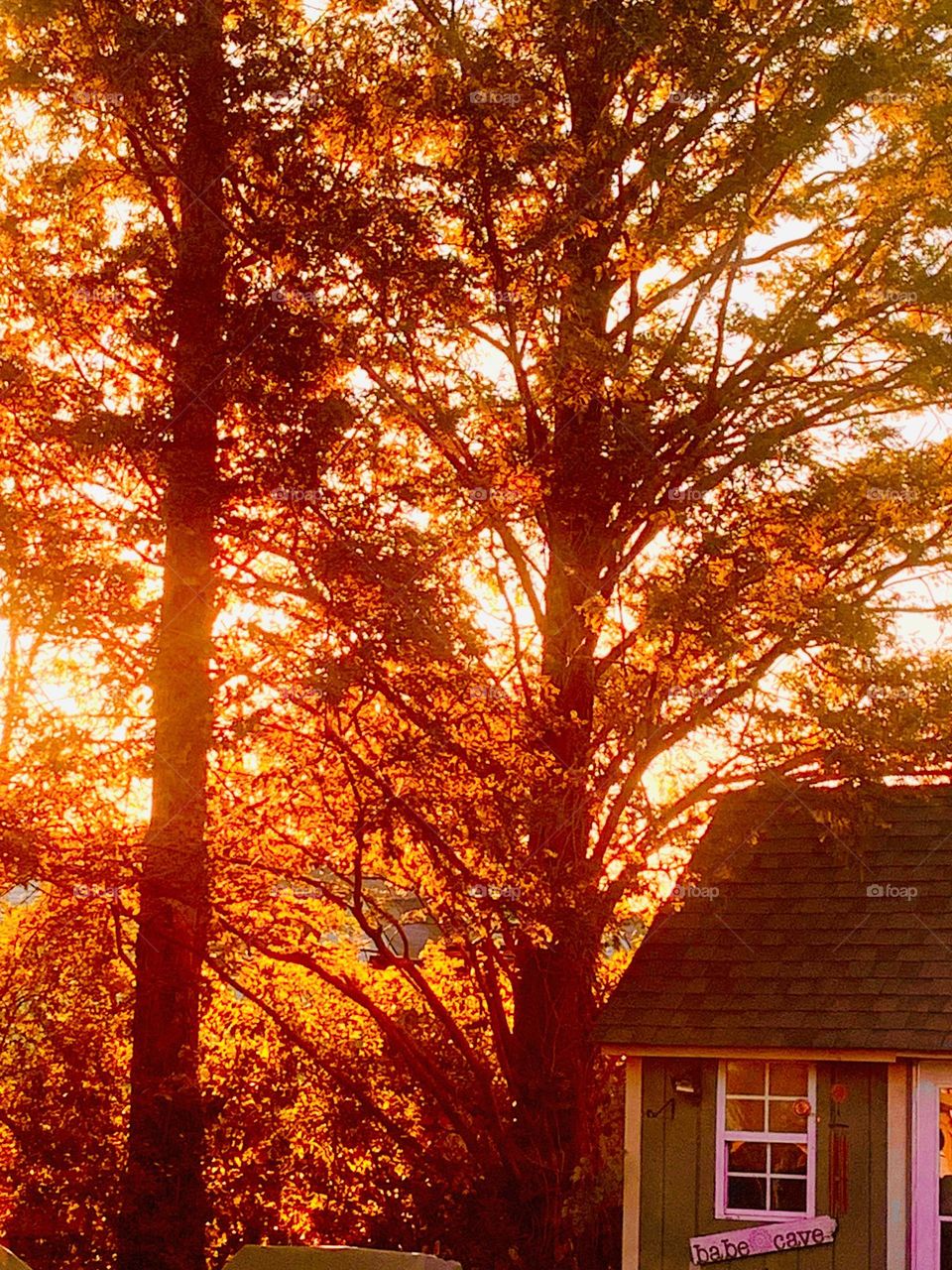 Copper colored trees