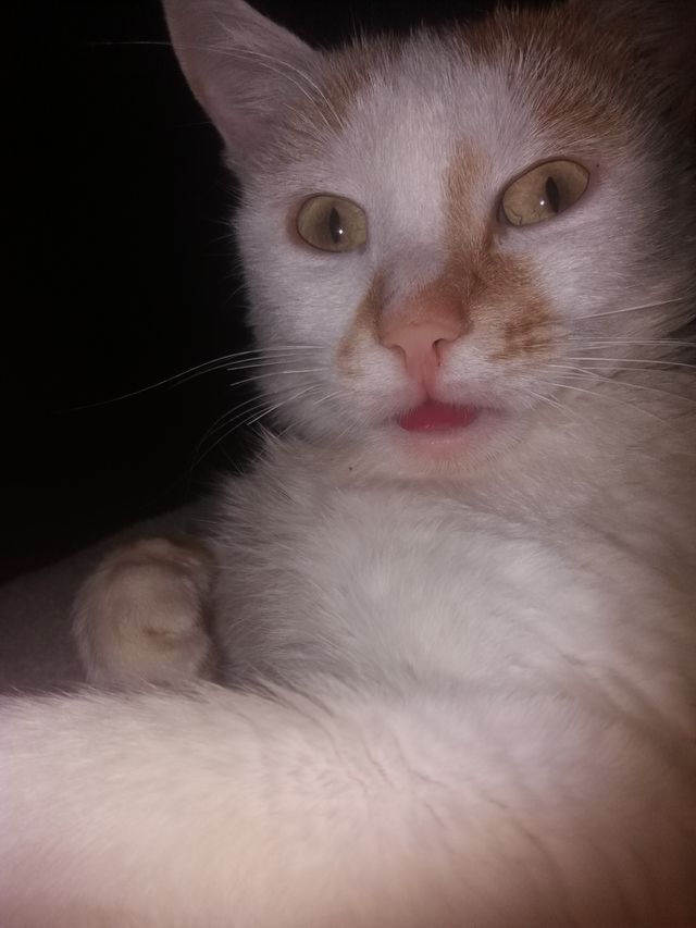 Funny cat