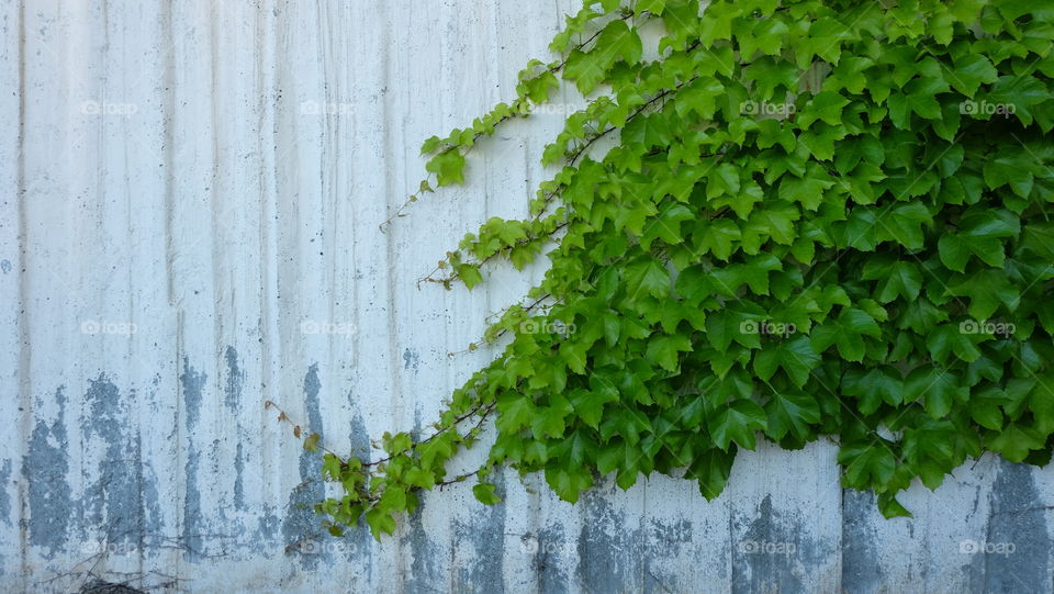 Ivy taking over a wall