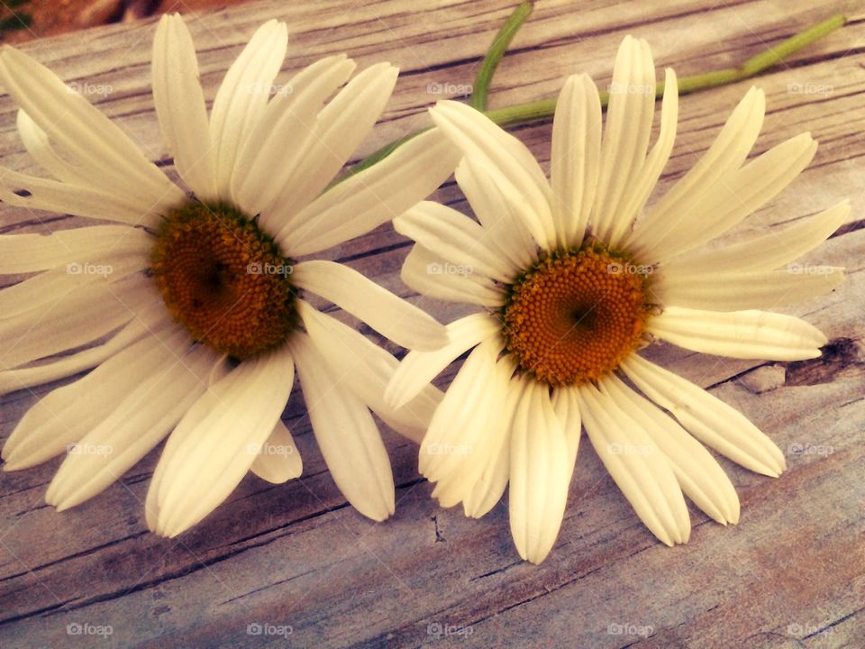 Daisy's