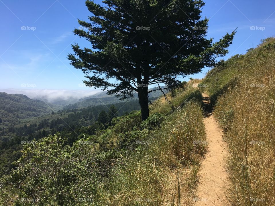 Path through the mountains into the fog