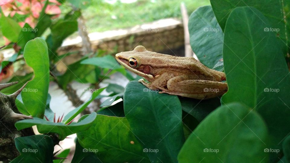 This pond frog is perched on a leaf