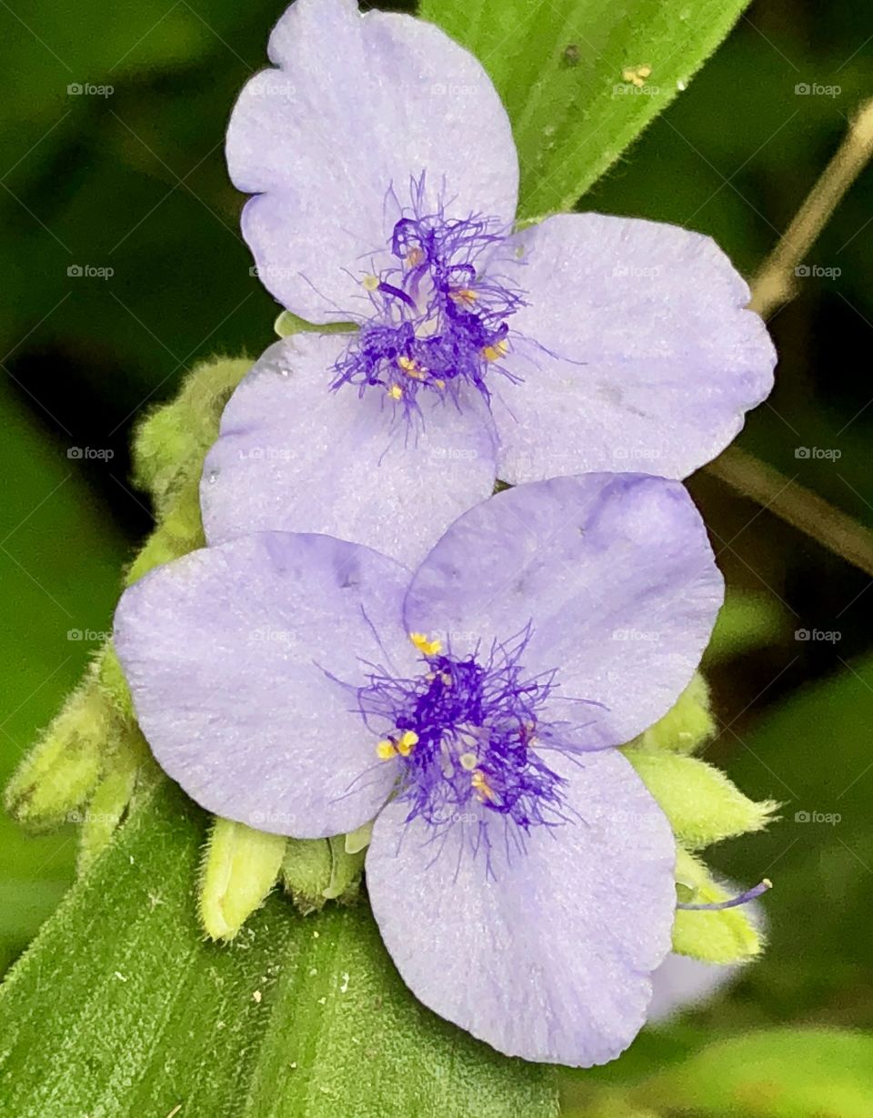 Wild wort closeups; the most delicate and tiny flowers are close to the ground in the wild-