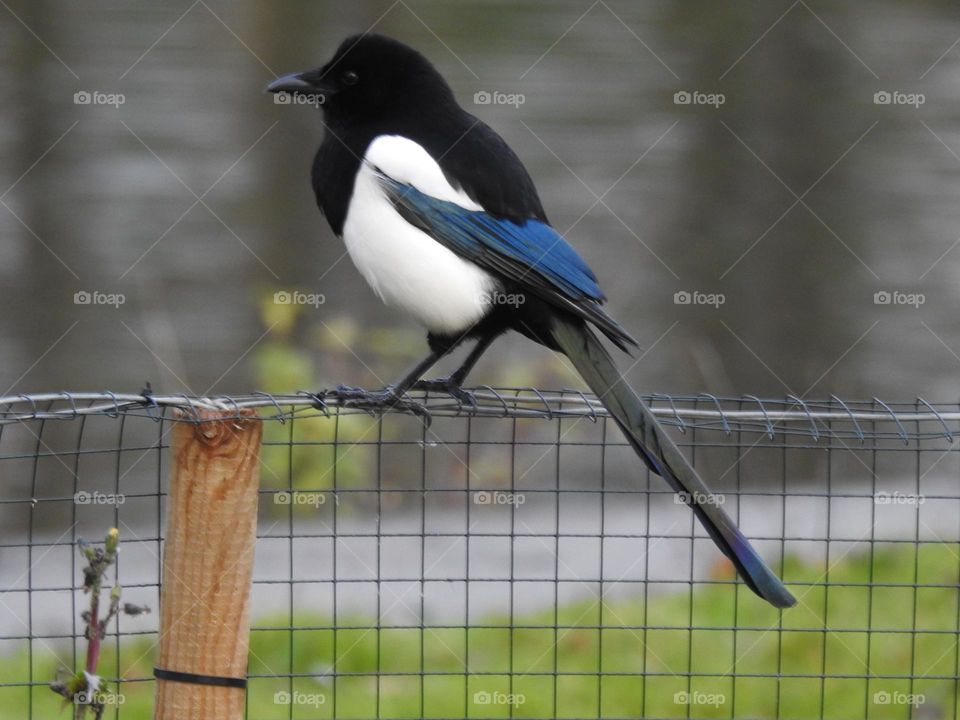 A magpie on a fence 