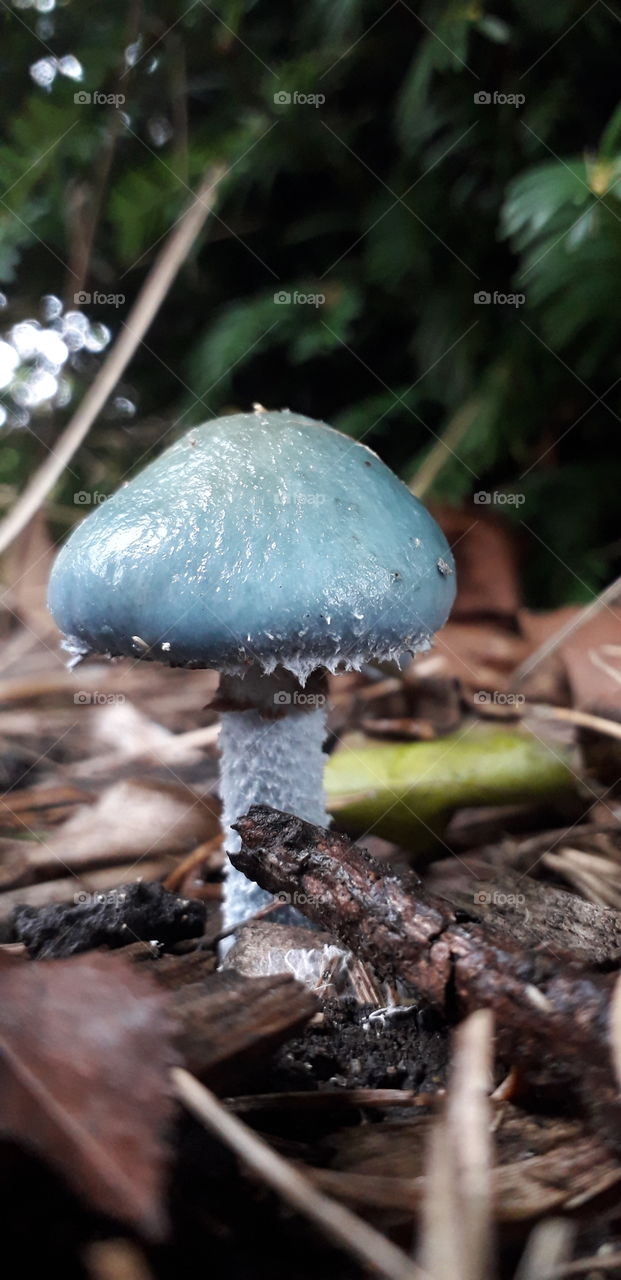 A blue agaricus mushroom found in a park in London