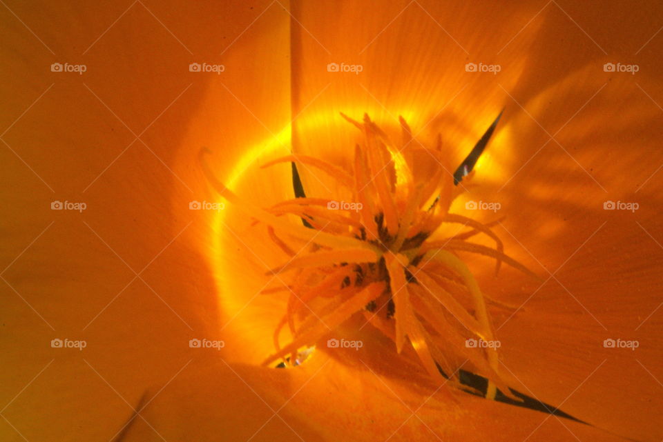flower macro pistals stamen mexican poppy yellow orange