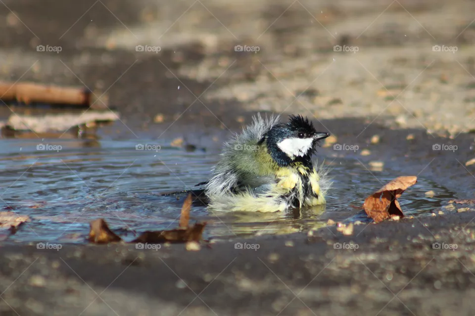Let's take a bath. Great titmouse taking a bath.
