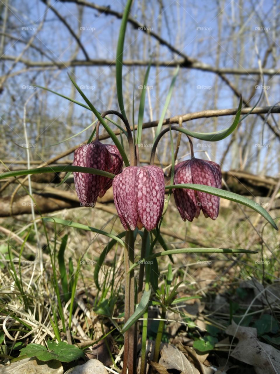 Fritillaria meleagris