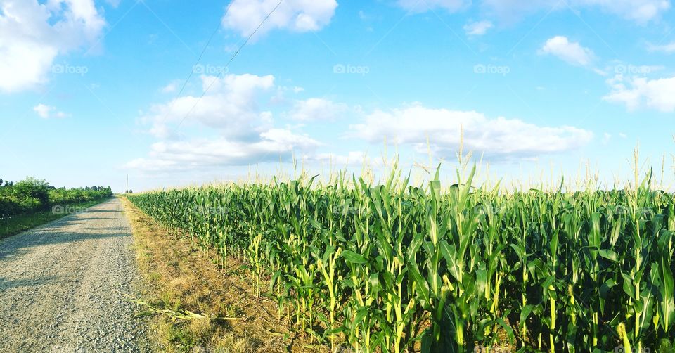 Corn
