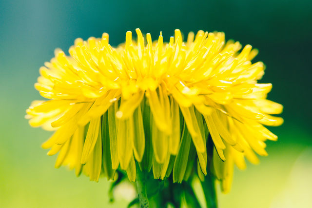 Dandelion