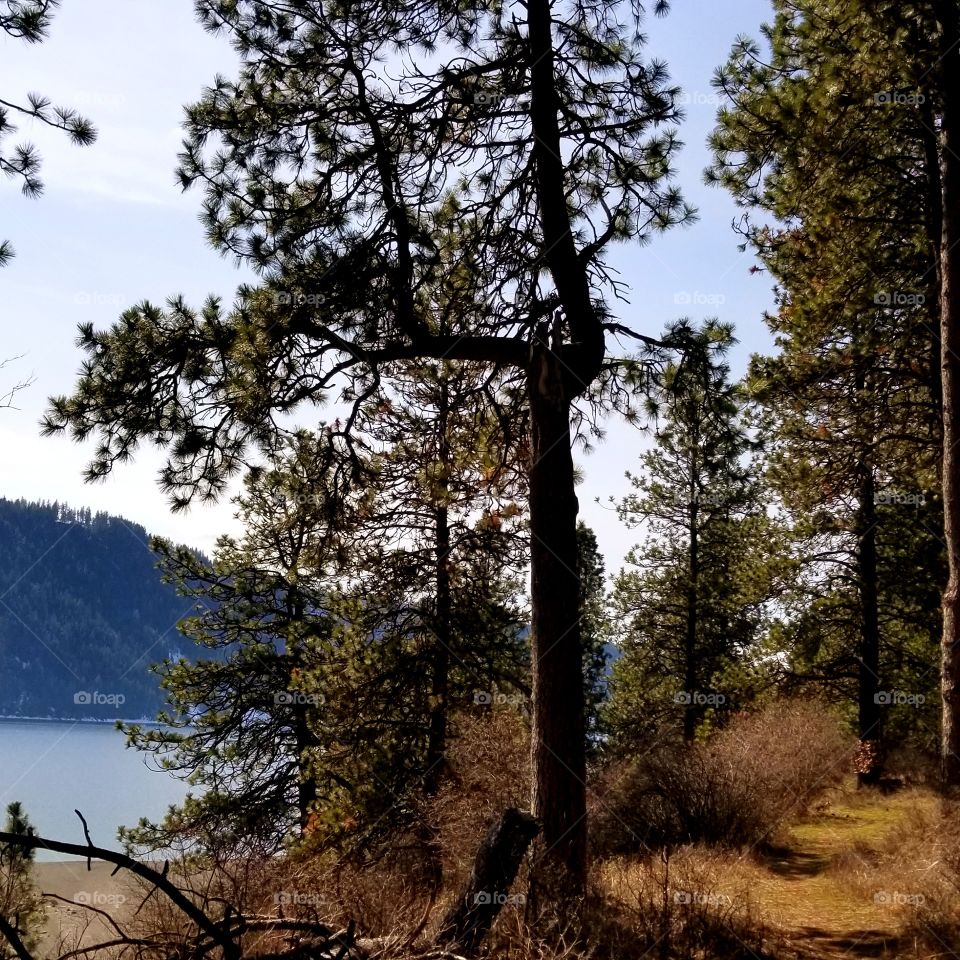 tree trunk on a lake shoreline hiking trail