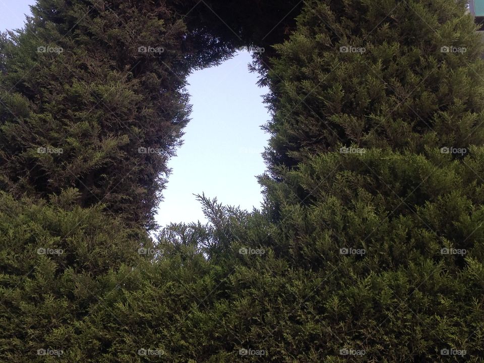 Green tree with hole in middle