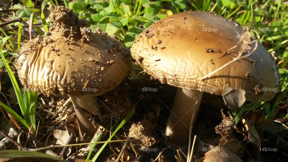 Mushroom, Fungus, Boletus, Toadstool, Nature