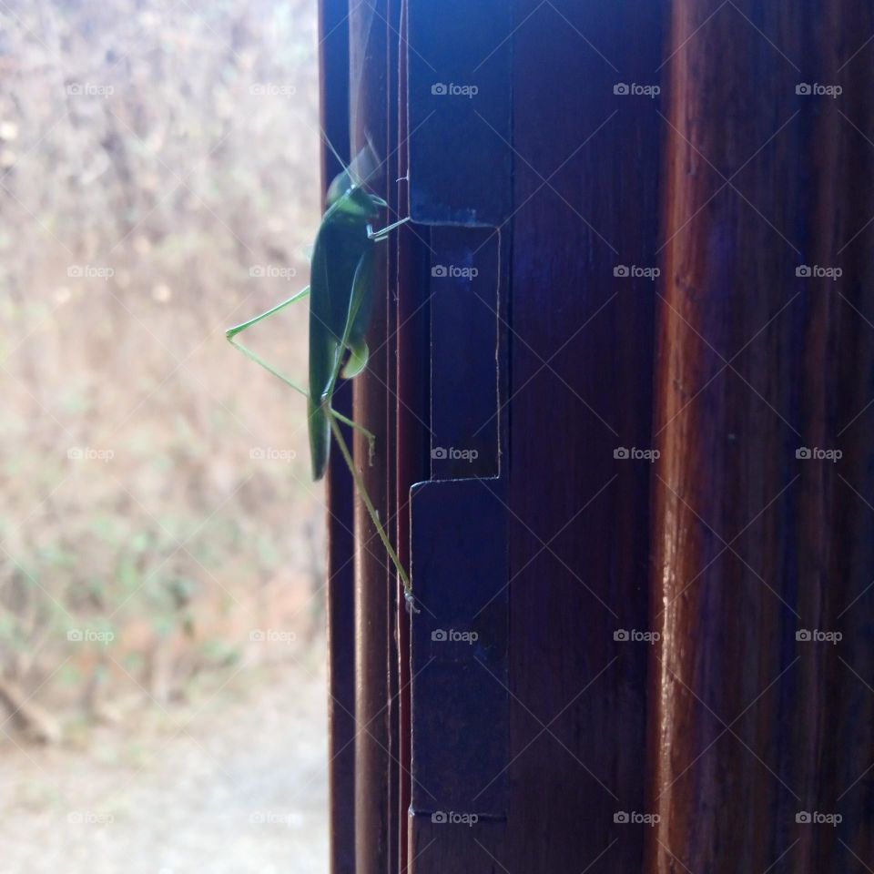 green insect , lack of happiness