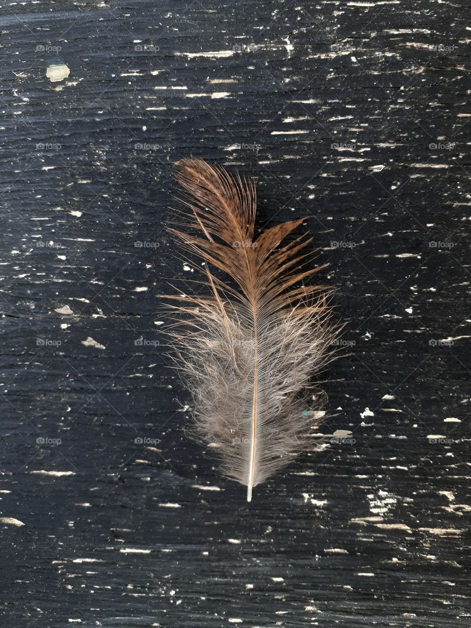 Feather.