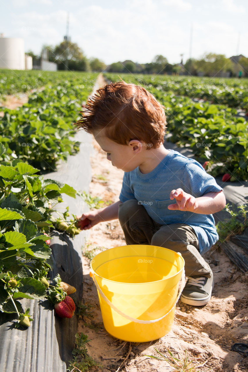 Picking strawberries 