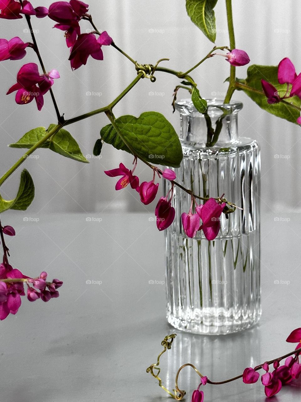 Close up of a small ribbed glass clear vase with Mexican creeper pink flowered vine stems on a neutral background 