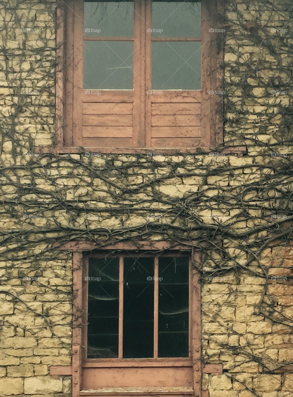 Vines and windows