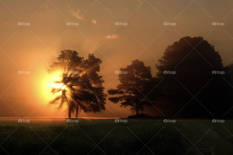 Rays of sunshine blast through a tree canopy in a foggy morning in Raleigh North Carolina. 