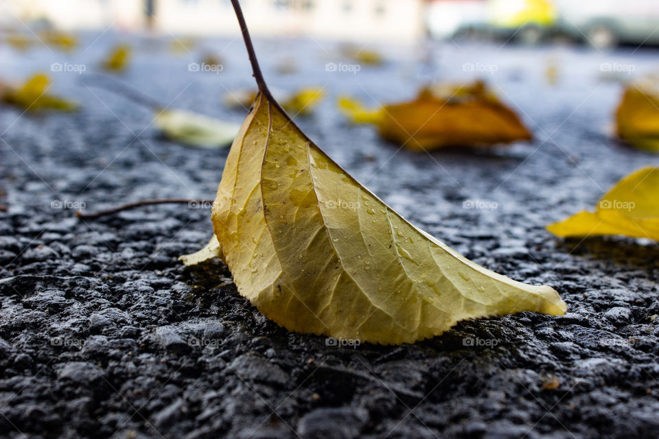 Autumn yellow leaf lies on the pavement.