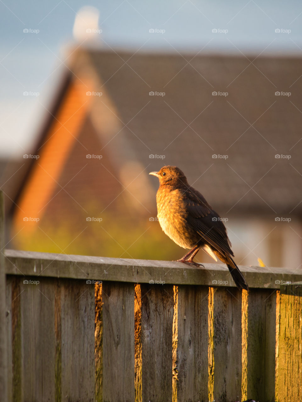 Bird basking in sunshine in garden